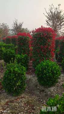 高度180厘米红叶石楠柱
