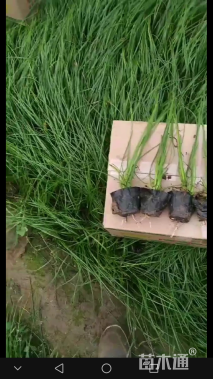 高度35厘米葱兰