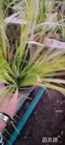 高度40厘米金线菖蒲