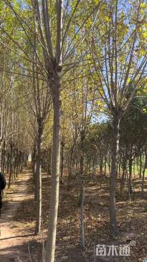 12公分美国白蜡