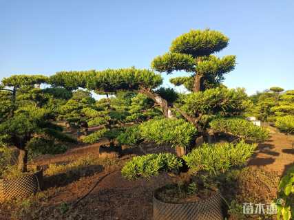 容器苗造型罗汉松