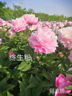 高度20厘米芍药