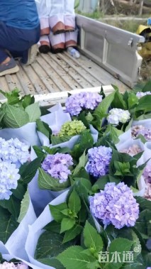 高度50厘米绣球