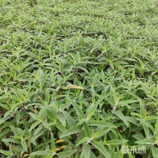 高度35厘米墨西哥鼠尾草