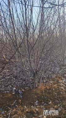 高度350厘米丛生白玉兰