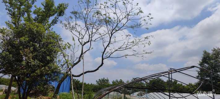 62公分(5杆)丛生朴树