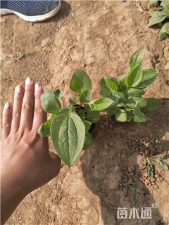 高度20厘米松果菊