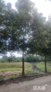 18公分香樟