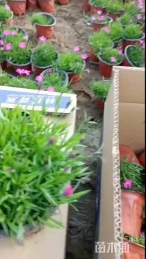 高度18厘米欧石竹