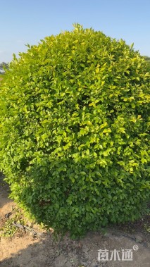 冠幅150厘米金叶女贞球