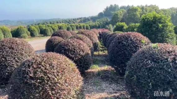 冠幅100厘米红花继木球