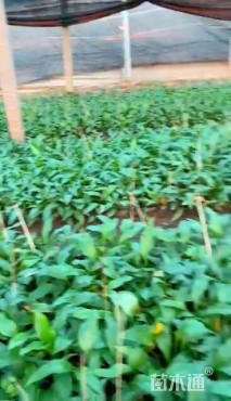 高度15厘米玉簪