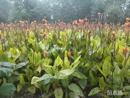 高度50厘米花叶美人蕉