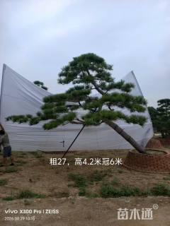 27公分造型黑松