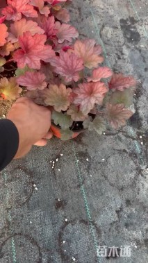 高度10厘米矾根