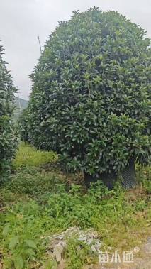 12公分金桂