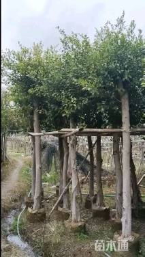 10公分小叶榕