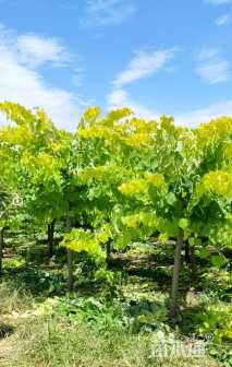 高度300厘米紫荆