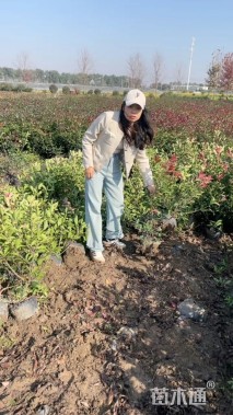 高度60厘米红叶石楠绿篱苗