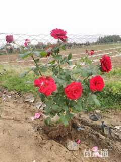 高度35厘米香水月季