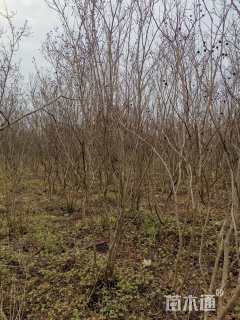 高度200厘米丛生紫薇