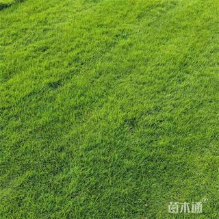 百慕大混播黑麦草