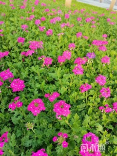 高度25厘米美女樱