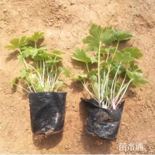 高度25厘米飞燕草