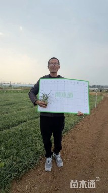 高度20厘米麦冬