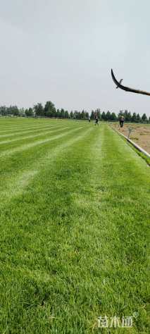 草毯状早熟禾草