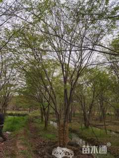 50公分丛生榉树