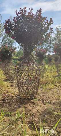 高度200厘米木槿