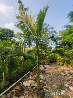 裸干高150厘米假槟榔