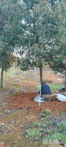 18公分高杆红叶石楠