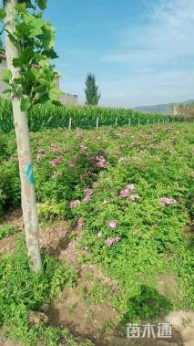 高度100厘米四季玫瑰