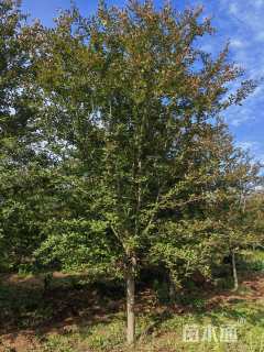 15公分北美海棠