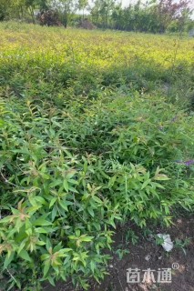 高度30厘米绣线菊
