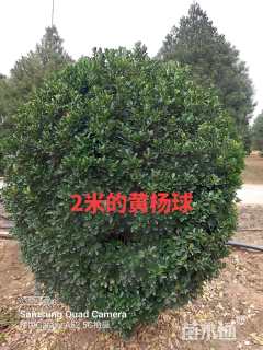 高度6500厘米白皮松