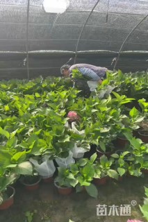 高度35厘米八仙花