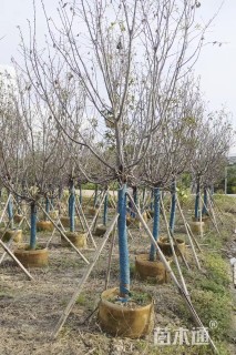 12公分广州樱花