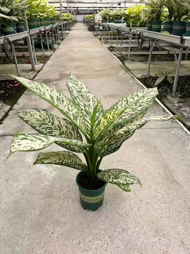 高度30厘米万年青
