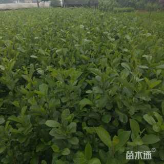 0.8公分山桐子