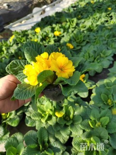 高度10厘米报春花