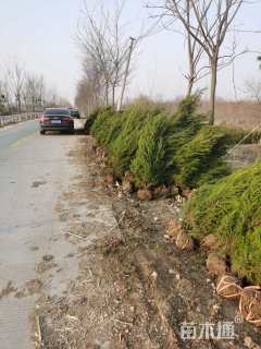 高度130厘米塔柏