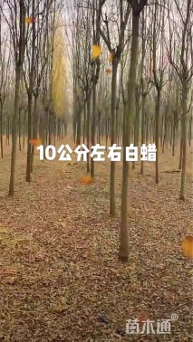 10公分白蜡