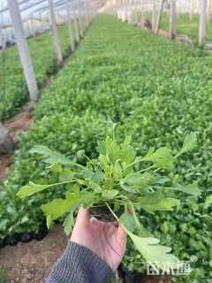 高度10厘米冰岛虞美人