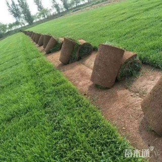草卷状百慕大草