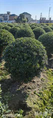 冠幅100厘米海桐球