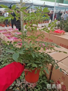 高度40厘米落新妇