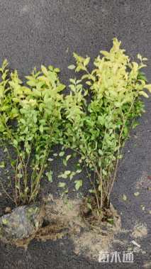 高度30厘米金冠女贞